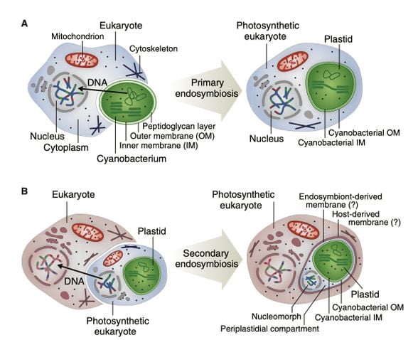 2. Şekil : Endosimbiyoz ve plastid evrimi