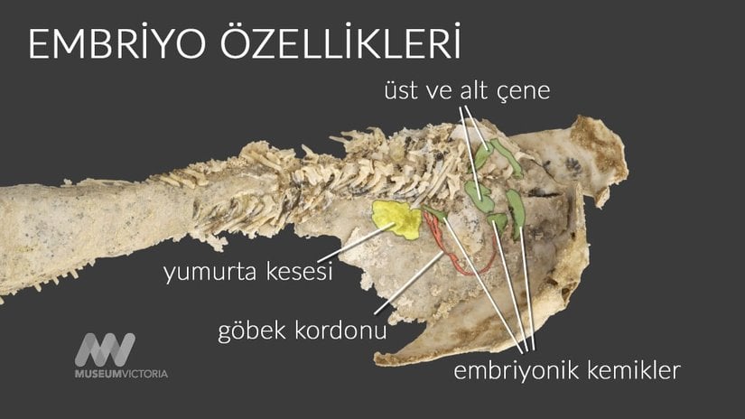 Embriyo Özellikleri