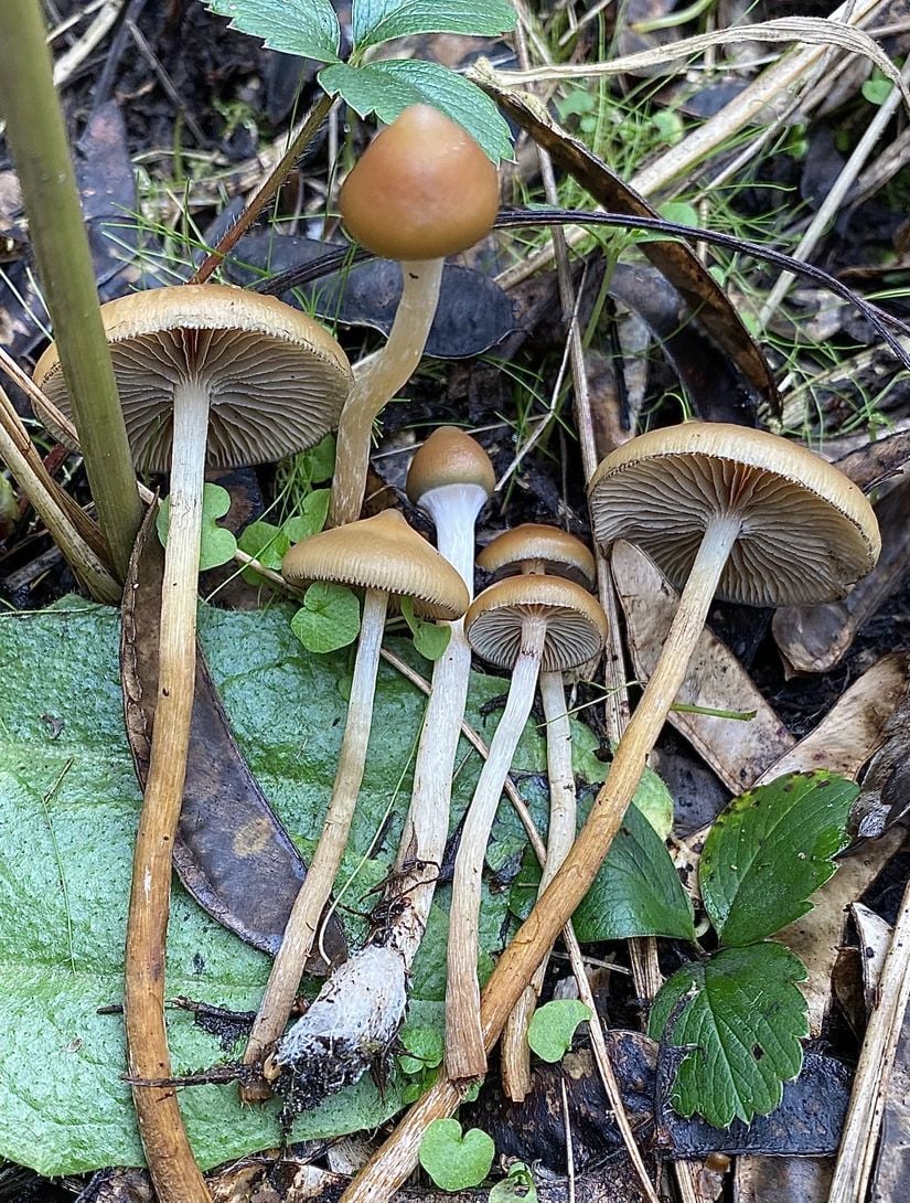 Psilocybe azurescens türü sihirli mantarlar.