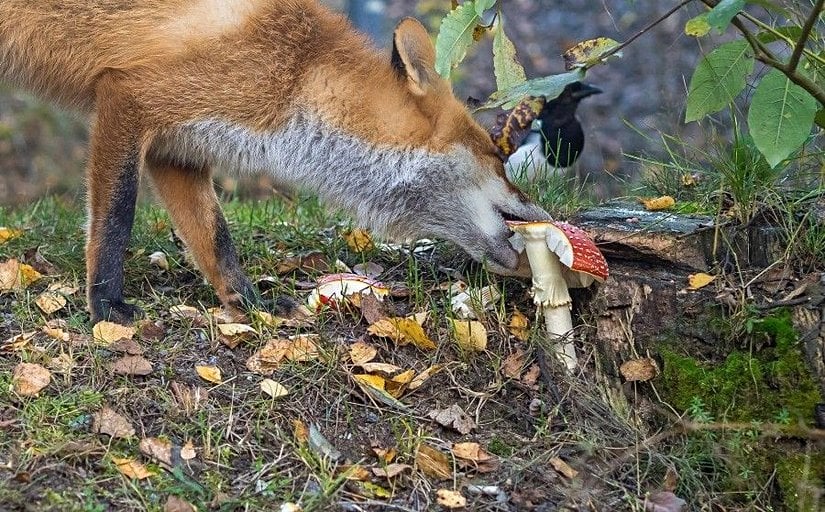 Bu harika fotoğrafta, Vulpes vulpes türü bir kızıl tilkinin Amanita cinsinden olduğu düşünülen bir mantarı yemeye çalışması görülüyor! Normalde etçil bir diyete sahip olan kızıl tilkiler, ezici çoğunlukla tavşanlar, kuşlar, sürüngenler ve omurgasızlarla beslenmektedir. Ancak çok nadiren de olsa meyve ve mantar yiyebildikleri bilinmektedir.