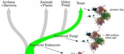 Eski Proteinlerin Esnekliği Yeni İşlev Kazanımlarına Yol Açabilir!