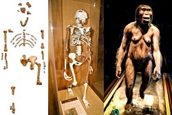 3D Kas Rekonstrüksiyonu, 3,2 Milyon Yaşındaki “Lucy”nin Dik Yürüdüğünü Gösteriyor