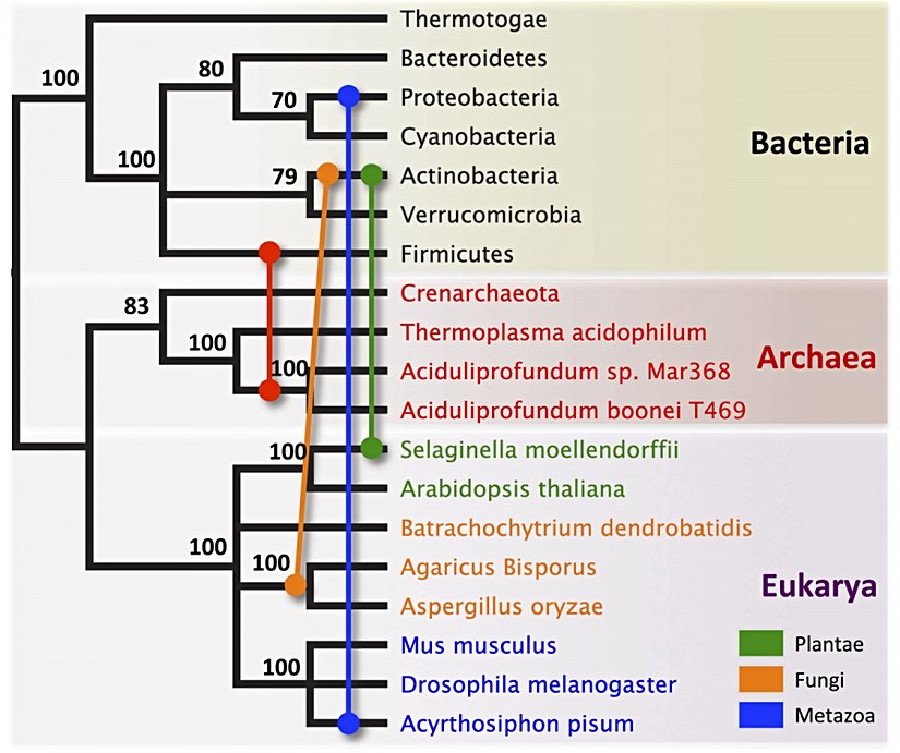 Antibakteriyel genler yaşam ağacının tüm dallarına işlevlerini yitirmeden aktarılmakta. Çalışmada antibakteriyel lizozim enzimini sentezleyen gen ailesinin bakterilerden -yatay gen aktarımı ile- arkelere (kırmızı), bitkiye (yeşil), mantar türlerine (turuncu), ve bir böcek türüne (lacivert) aktarıldığı gösterilmekte. Çalışma, bu derece çok yönlü ve uzak türler arasında gerçekleşen yatay gen aktarımını göstermesi bakımından bir ilk.