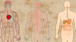 Şizofreni Yalnızca Beyni Değil Vücudu da Fiziksel Olarak Etkiliyor Olabilir!