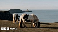 Iconic Rhossili cliff horses to be removed over safety concerns