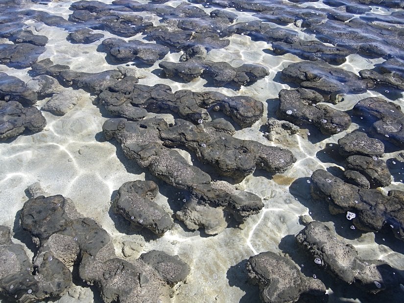 Batı Avustralya'daki Shark Bay'deki stromatolit popülasyonları.