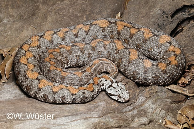 Montivipera raddei (Ağrı Engereği)