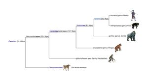 İnsangiller (Hominidae)