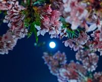 The Sky This Week from April 11 to 18: The April Full Pink Moon shines