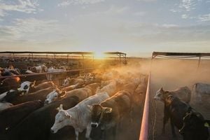 Texas Ranchers Protest Trump Plan To Boost Argentine Beef