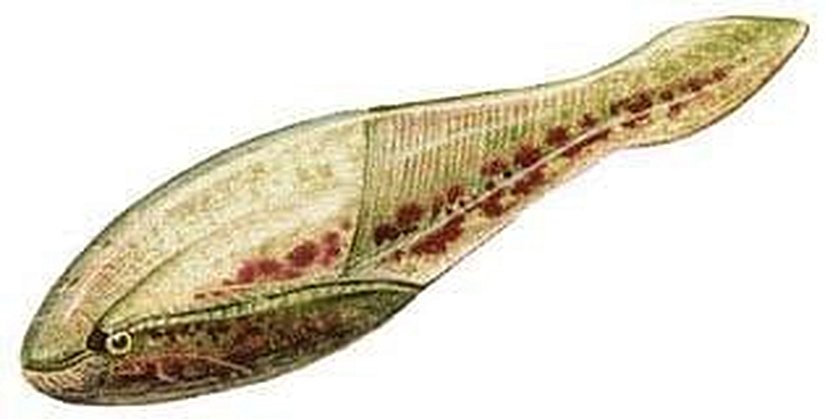 Arandaspis prionotolepis