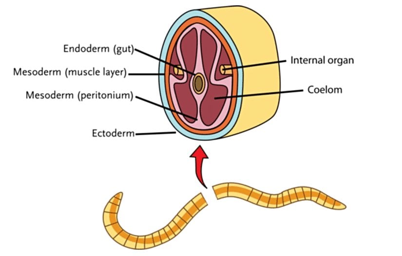 Sölom, mezoderm içinde oluşur.