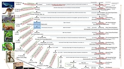 Bir Bakışta Yaşayan ve Soyu Tükenmiş Akrabalarımıza Örnekler ve Taksonomik İlişkimiz