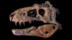 Omurgalı Hayvanlarda Kafatası Tipleri: Anapsid, Diapsid, Synapsid, Euryapsid Nedir?