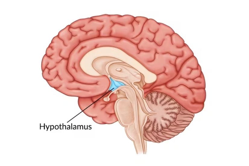 Hipotalamus vücut ısınızı, açlık ve susuzluğunuzu, ruh halinizi, cinsel isteğinizi, kan basıncınızı ve uykunuzu yönetmenize yardımcı olur.