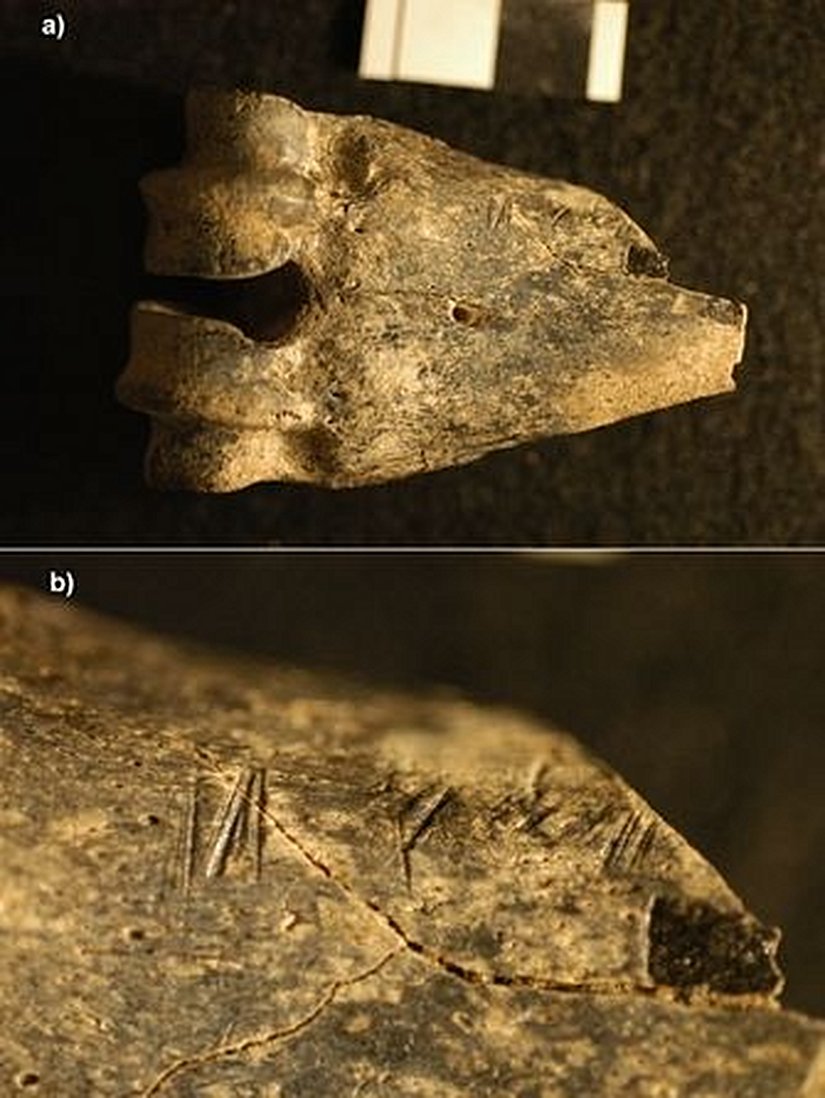 Görsel 1. (a) Kenya’daki Koobi Fora’da bulunan ve üzerinde kesik izleri olan 1,5 milyon yıl öncesine ait antilop alt bacak kemiği (uzun eklemli) fosili; (b) kesik izlerinin yakından görünüşü.