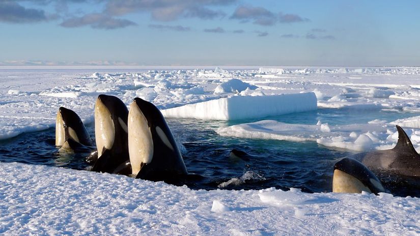 Frozen Planet'in ikinci bölümü olan Spring'den bir sahne.