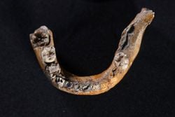 140.000 Yıllık Çocuk Fosili, İnsanlar ile Neandertallerin Çok Daha Erken Karıştığını Gösteriyor.