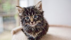 Bir Kedinin Mimikleri, Sahiplendirme Başarısını Etkiliyor mu?