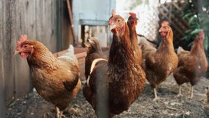 Japan Battles Widespread Avian Influenza Outbreak