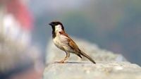 World Sparrow Day 2025: Odisha artist Satya Narayan Maharana commemorates the day with Rangoli artwork, urges people to protect them