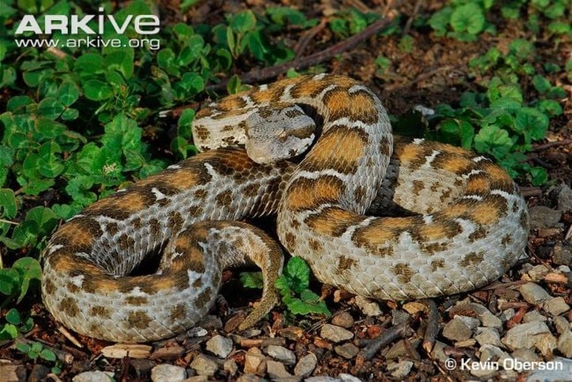 Montivipera albizona (Orta Türkiye Dağ Engereği)