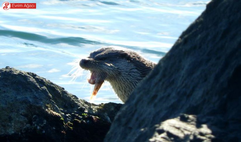 Sabah saatlerinde beslenirken Samsun'da gözlemlediğimiz yetişkin.