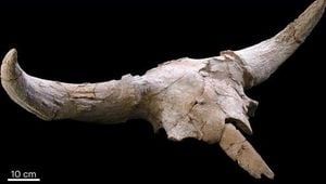 Ancient Skulls Reveal Ritual Mysteries In Spain And Africa