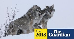 European Wolf Protections Face Major Cuts