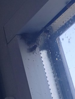 Bu sinekler neden böyle kümelenmiş?