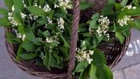 Muguet du 1er-Mai : vomissements, diarrhées, arrêt cardiaque… attention à cette fleur toxique pour les humains et les animaux