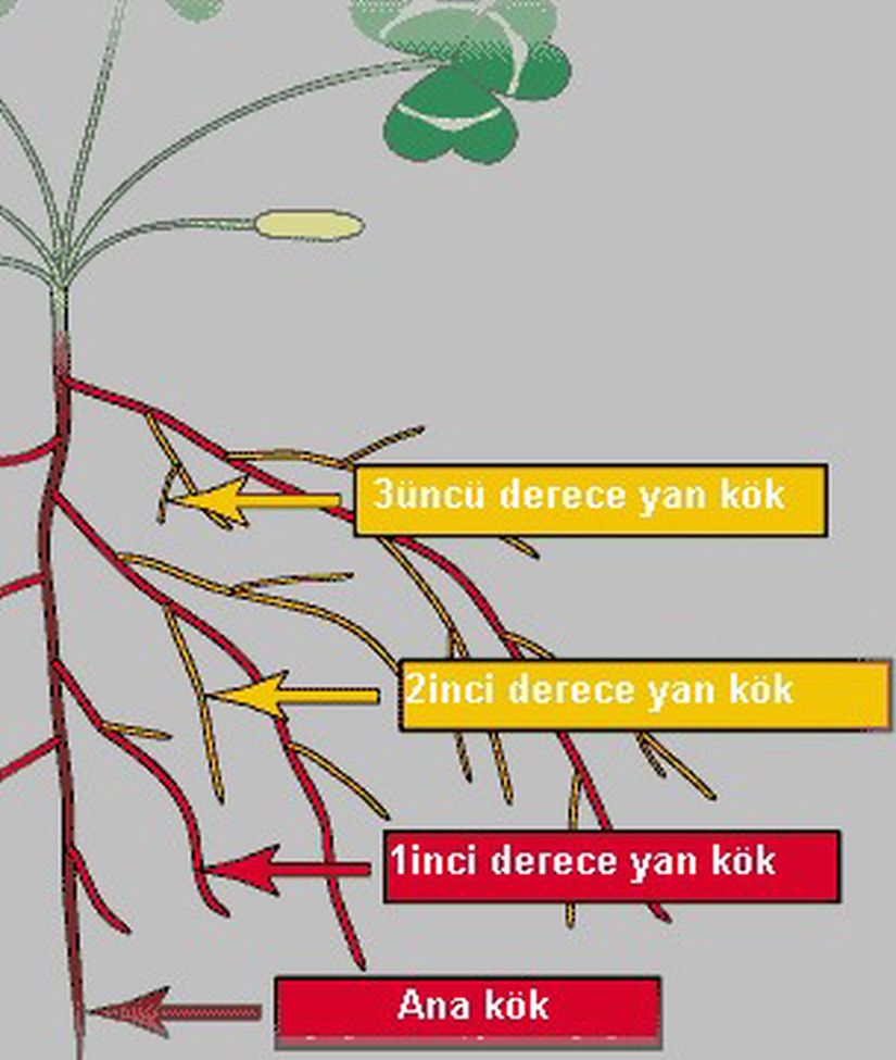 Bitkinin kök sistemi.
