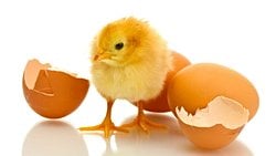 Yediğimiz Yumurta Doğmamış Civciv mi? Yumurtanın Döllendiğini Nasıl Anlarız?