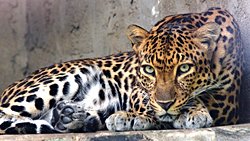 Yavru Babunu Koruyan Genç Leopar