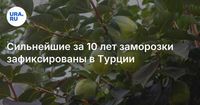 Сильнейшие за 10 лет заморозки зафиксированы в Турции