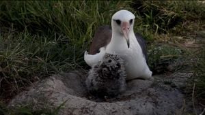 Wisdom The Albatross Becomes Mother Again At 74