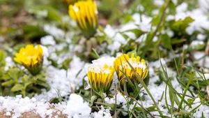 Eisheiligen Arrive: What Gardeners Need To Know