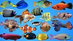 Tür Nedir? Farklı Tür Tanımları Nelerdir? Canlıları Nasıl Tür Gruplarına Ayırıyoruz?