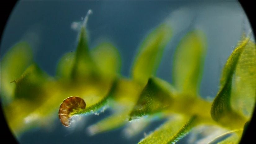 Tardigradların habitatlarından olan karayosunu substratında gözlemlenen bir tardigrad.