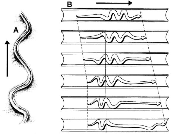 Şekil 123: Ekstremitesiz sürüngenlerde görülen bazı hareket tipleri. A: Kum zemin üzerinde ok yönünde hareket için Yanal Dalgalanma Hareketi, B: Bir tünel içinde El-Akordeon (Konsertina) Hareketi (Porter, 1972’den değiştirilerek).
