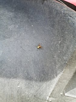 Bu örümcek hangi tür ilk defa görüyorum?