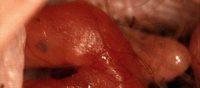 Kanguru Yavrusunun Doğum Anı!