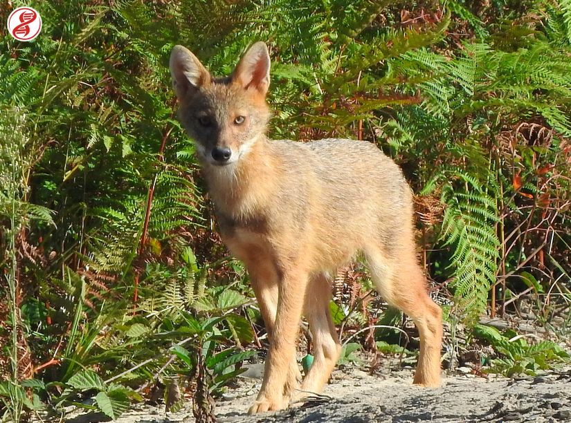 Karasu/Sakarya'da kaydettiğimiz genç bir altın çakal (Canis aureus).