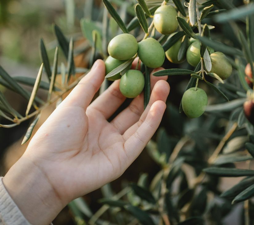 zeytin ağacı.