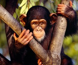 Maymunlar neden sudan hoşlanmaz?