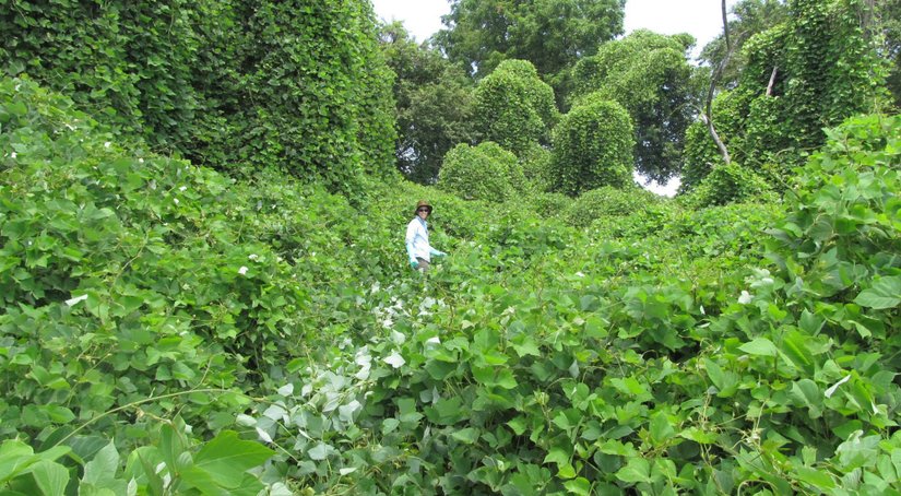 Kudzu bitkisi.