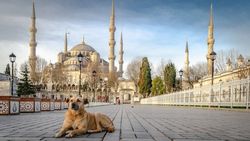 Köpekler Neden Ezan, Ambulans/Polis/İtfaiye Sireni Gibi Seslere Karşı Ulurlar ve Havlarlar?