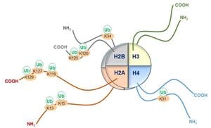 APC/C Reveals New Mechanism Of Histone Regulation