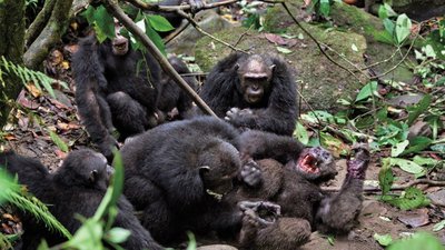 4 Yıl Savaşları: Gombe Şempanze Savaşı (1974-1978)