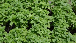 Fesleğen (Ocimum basilicum)